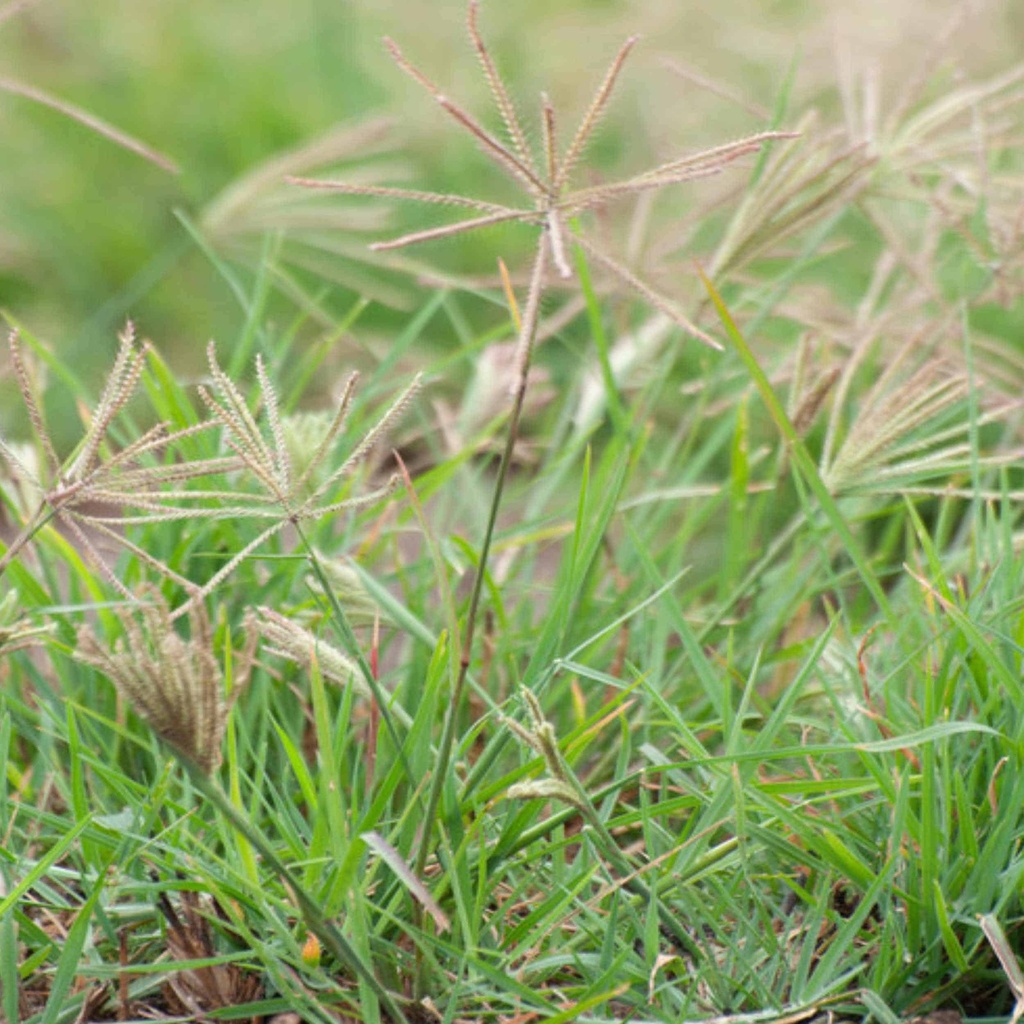 WELDER SHORTSPIKE WINDMILLGRASS | Douglass King Seeds